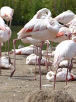 FZ006137 Greater flamingo (Phoenicopterus roseus).jpg